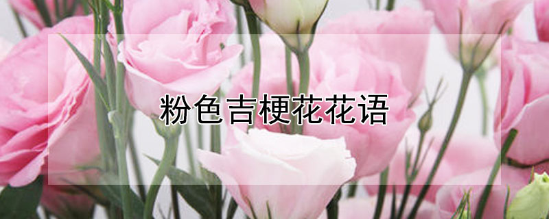 粉色吉梗花花语（粉色桔梗花的花语）