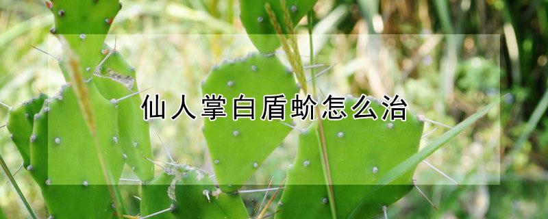 仙人掌白盾蚧怎么治 仙人掌白盾蚧对人有害吗