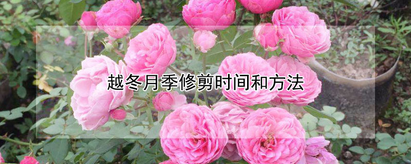 越冬月季修剪时间和方法（月季冬天修剪时间和方法）
