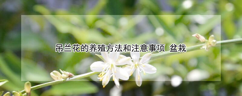 吊兰花的养殖方法和注意事项（吊兰的养殖方法和注意事项养殖日记）