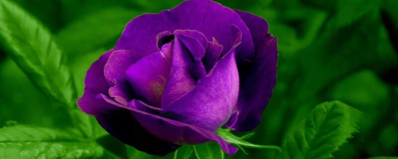 紫色玫瑰代表什么意思 9朵紫色玫瑰代表什么意思