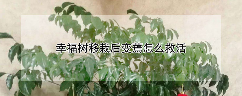 幸福树移栽后变蔫怎么救活（刚移植的幸福树老叶蔫了怎么办）