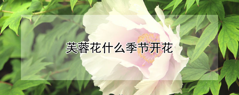 芙蓉花什么季节开花（芙蓉花什么季节开花的农历）