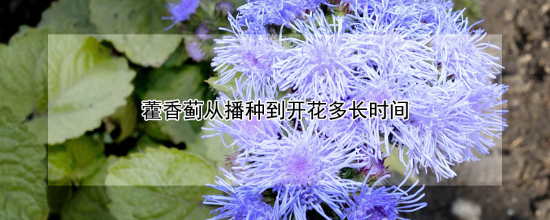 藿香蓟从播种到开花多长时间(藿香蓟什么时候播种)