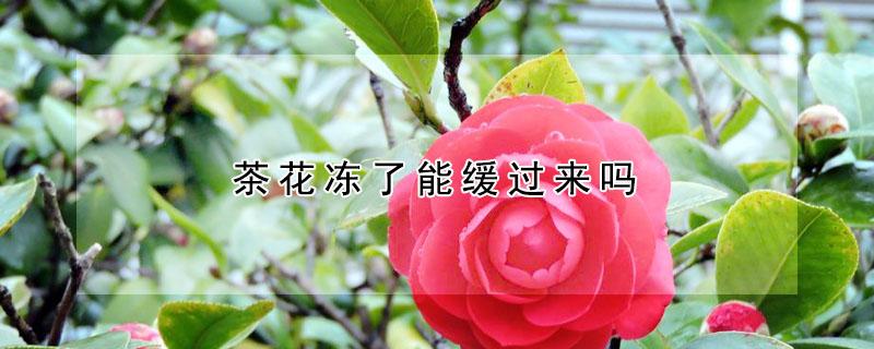 茶花冻了能缓过来吗(茶花冻一冻更好的)