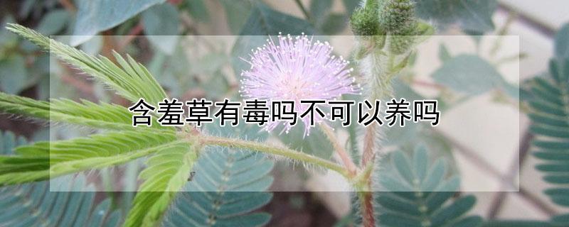 含羞草有毒吗不可以养吗(含羞草有毒吗可以在家里养吗)