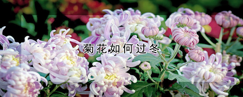 菊花如何过冬 菊花怎样过冬