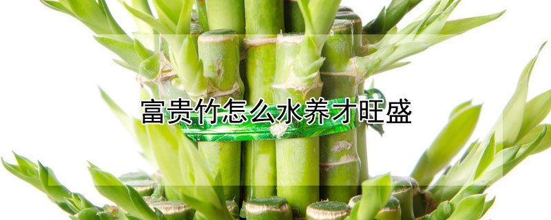 富贵竹怎么水养才旺盛 富贵竹怎么土养才旺盛