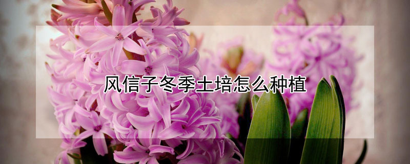 风信子冬季土培怎么种植 风信子冬天如何种植