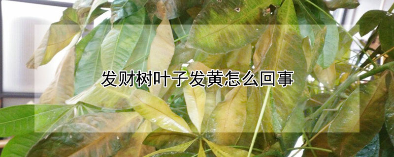 发财树叶子发黄怎么回事 发财树叶子发黄怎么回事怎么补救