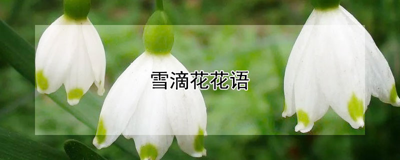 雪滴花花语（雪滴花花语死亡）