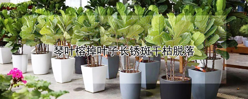 琴叶榕掉叶子长锈斑干枯脱落（琴叶榕掉叶子长锈斑干枯脱落还能救活吗）