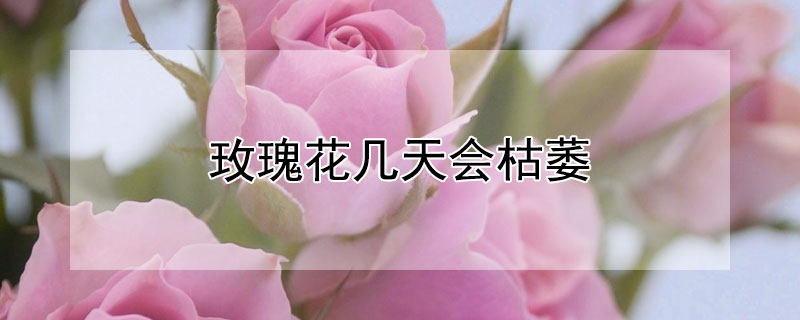 玫瑰花几天会枯萎（玫瑰花多少天会枯萎）