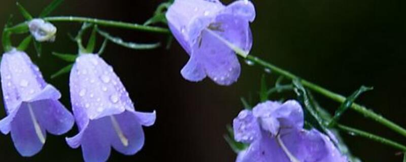风铃草寓意(风铃草寓意是什么)