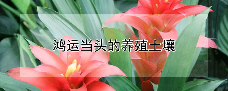 鸿运当头的养殖土壤（鸿运当头用什么土壤栽培）