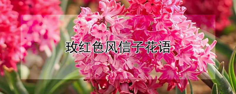 玫红色风信子花语 风信子花语蓝色