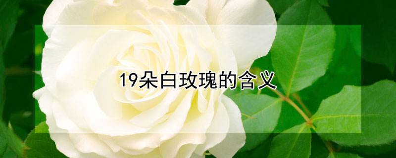 19朵白玫瑰的含义 白玫瑰19朵代表什么