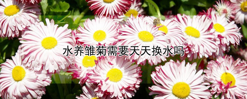 水养雏菊需要天天换水吗 雏菊需要每天换水吗