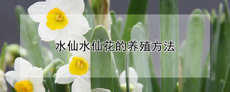 水仙水仙花的养殖方法（水仙花的养殖方法和注意事项）