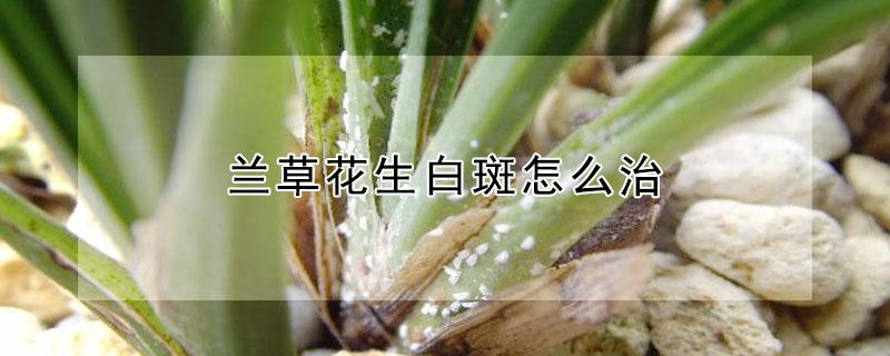 兰草花生白斑怎么治（兰花白斑病怎么治）