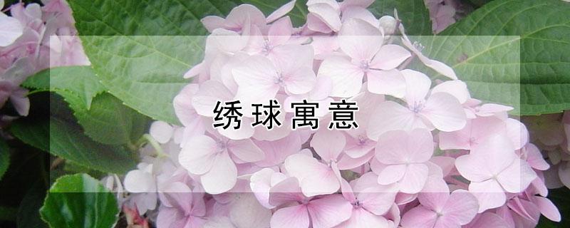 绣球寓意（三狮绣球寓意）