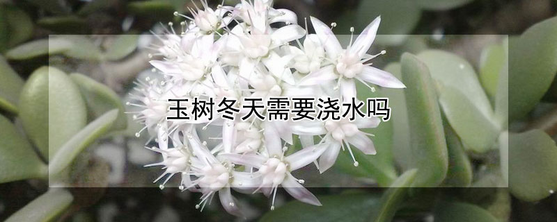 玉树冬天需要浇水吗(玉树冬季如何浇水)