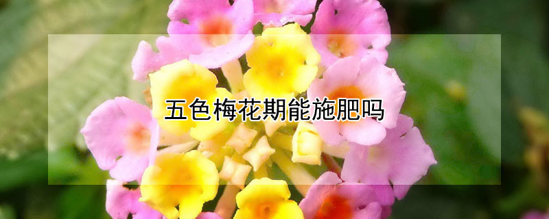 五色梅花期能施肥吗 五色梅开花期间要不要施肥