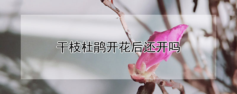 干枝杜鹃开花后还开吗（干枝杜鹃花能开多久）