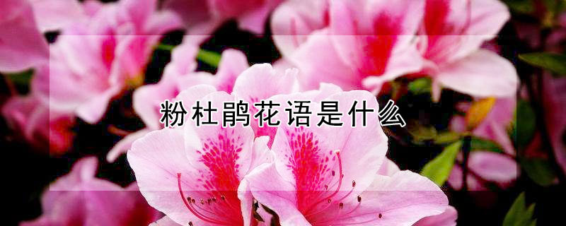 粉杜鹃花语是什么（杜鹃花花花语）