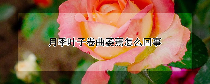 月季叶子卷曲萎蔫怎么回事 月季新叶子卷曲萎蔫