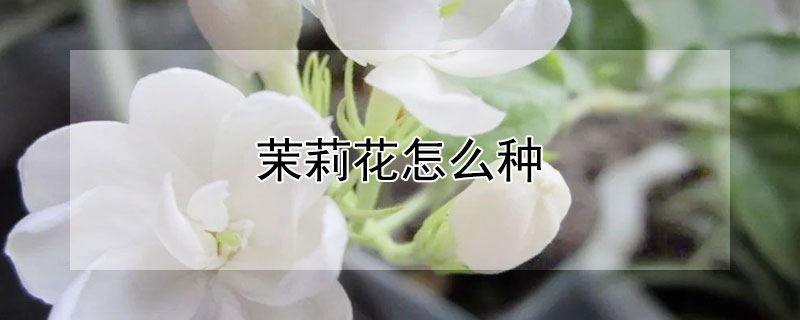 茉莉花怎么种（茉莉花的种植方法）