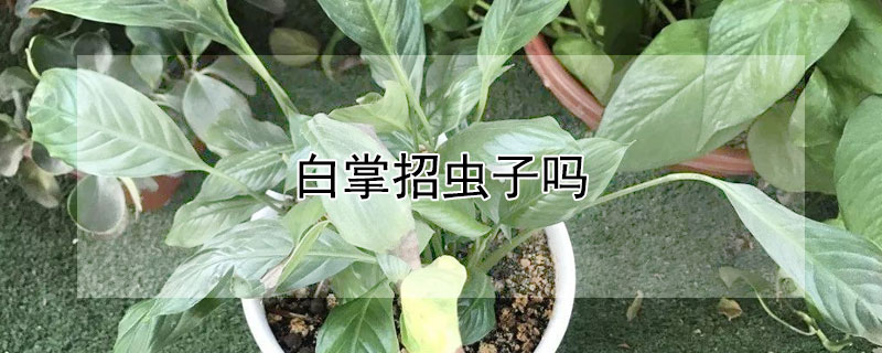 白掌招虫子吗（白掌有虫害什么样子）