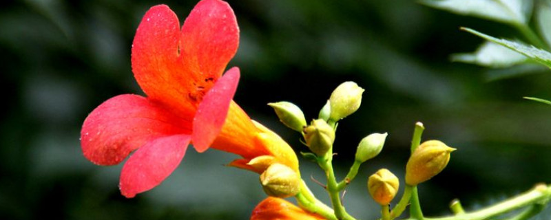 凌霄花花语 凌霄花花语象征与寓意