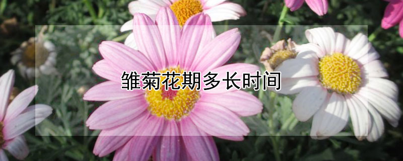 雏菊花期多长时间（小雏菊花期多长时间）