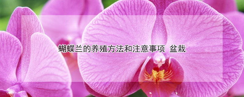 蝴蝶兰的养殖方法和注意事项 蝴蝶兰的养殖方法和注意事项一年开几次花