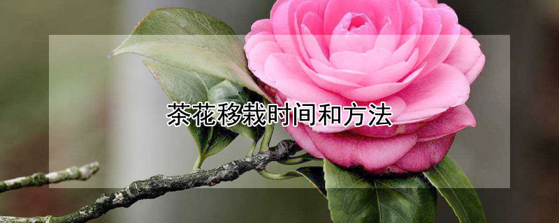 茶花移栽时间和方法（茶花什么时候移栽比较合适）
