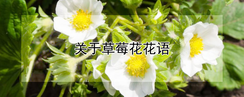 关于草莓花花语(草莓花的花语)