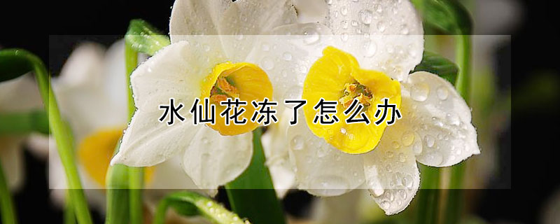 水仙花冻了怎么办 水仙花上冻会怎么样