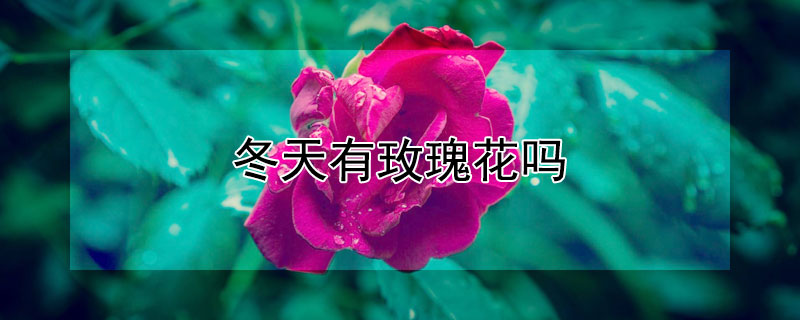 冬天有玫瑰花吗(冬天有红玫瑰花吗)
