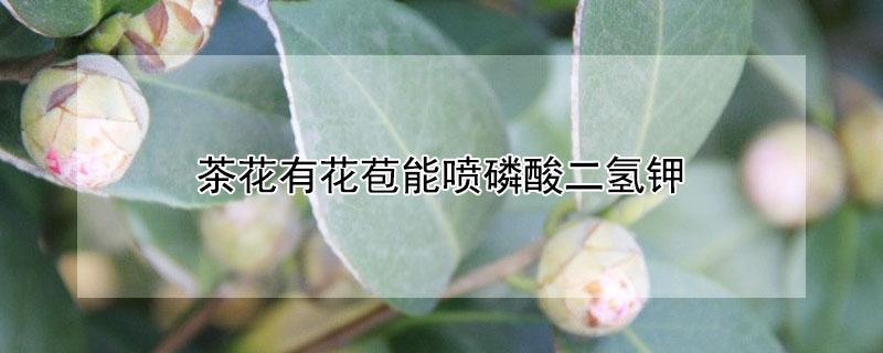 茶花有花苞能喷磷酸二氢钾（磷酸二氢钾可以喷茶花花上吗?）