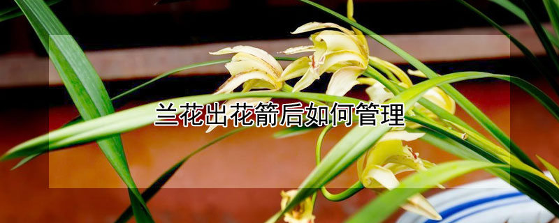 兰花出花箭后如何管理（兰花出花箭后怎样管理）