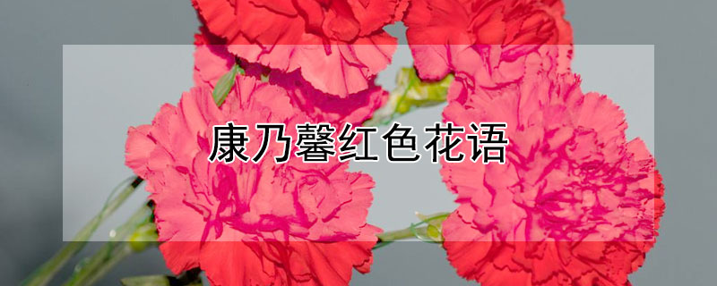 康乃馨红色花语（深红色康乃馨的花语是什么）