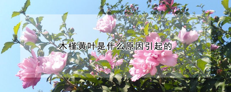 木槿黄叶是什么原因引起的（木槿花黄叶子是什么原因）