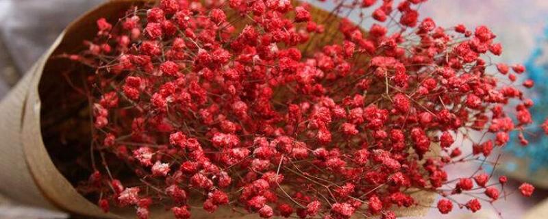 红色满天星花语 红色满天星花语:真爱