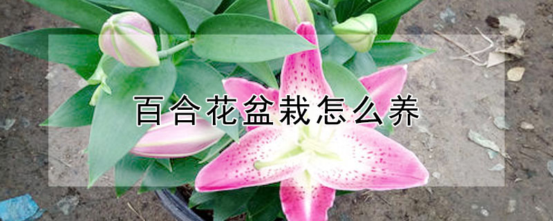 百合花盆栽怎么养（百合花怎样养植）