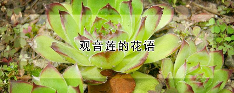 观音莲的花语 观音莲的花语是什么