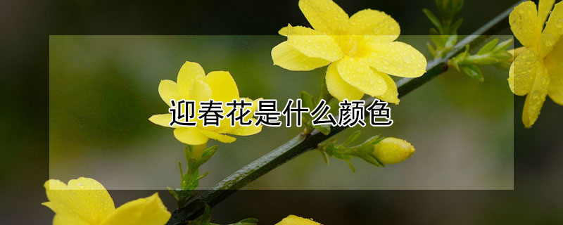 迎春花是什么颜色 迎春花是什么颜色 迎春花图片