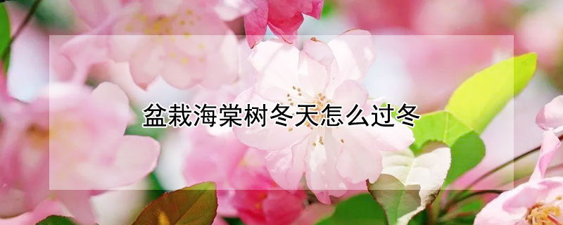 盆栽海棠树冬天怎么过冬 海棠树冬天怎么养要注意什么