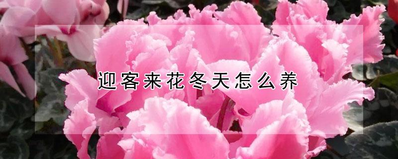 迎客来花冬天怎么养（迎客来花如何养）