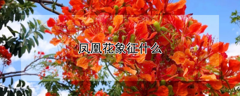 凤凰花象征什么（凤凰花是什么寓意）